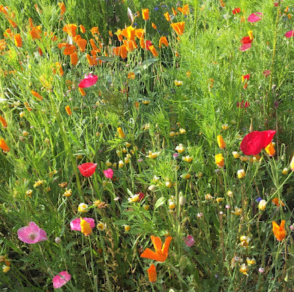 Meet your Posher, Tessa - Picture 1 of 1